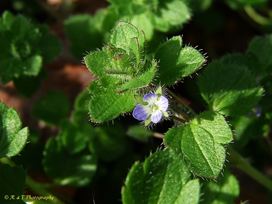 {Veronica hederifolia}